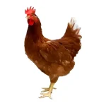 পাকিস্তানী কক মুরগী 1Kg / 1.200Kg / 1.3Kg / 1.5Kg / 2Kg