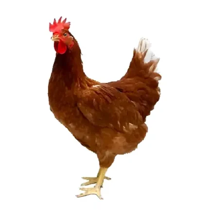 পাকিস্তানী কক মুরগী 1Kg / 1.200Kg / 1.3Kg / 1.5Kg / 2Kg
